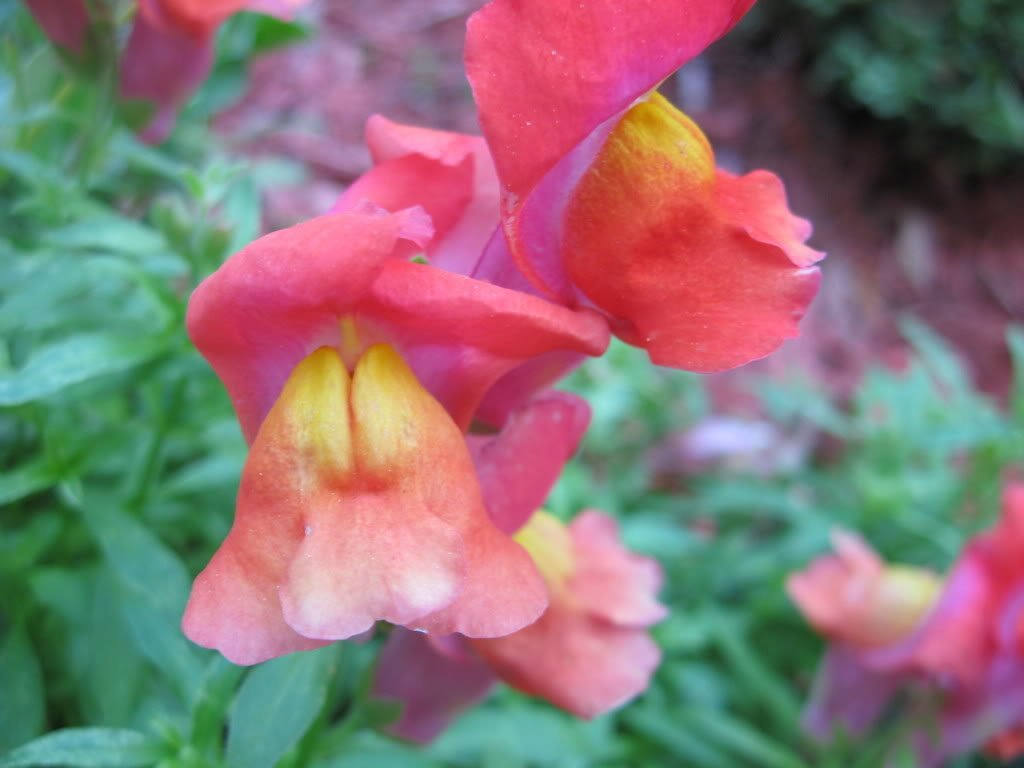 2000 NORTHERN LIGHTS Mix SNAPDRAGON Linaria Maroccana Flower Seeds