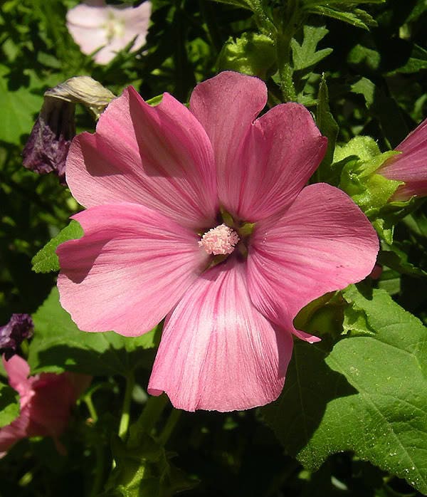 200 ROSE MALLOW MIX (Bush Mallow) Hibiscus Lavatera Trimestris Flower Seeds