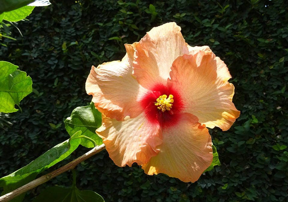 200 ROSE MALLOW MIX (Bush Mallow) Hibiscus Lavatera Trimestris Flower Seeds