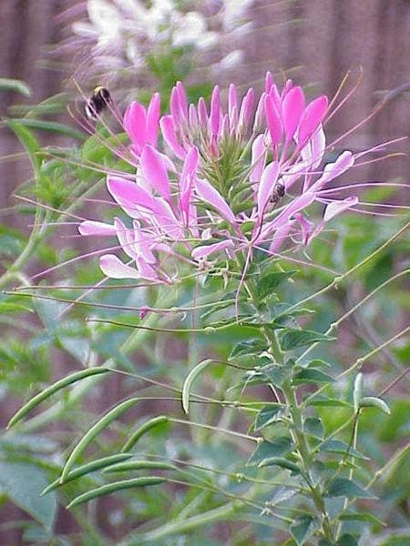 200 ROSE QUEEN CLEOME Hassleriana Spinosa Pink Spider Flower Seeds