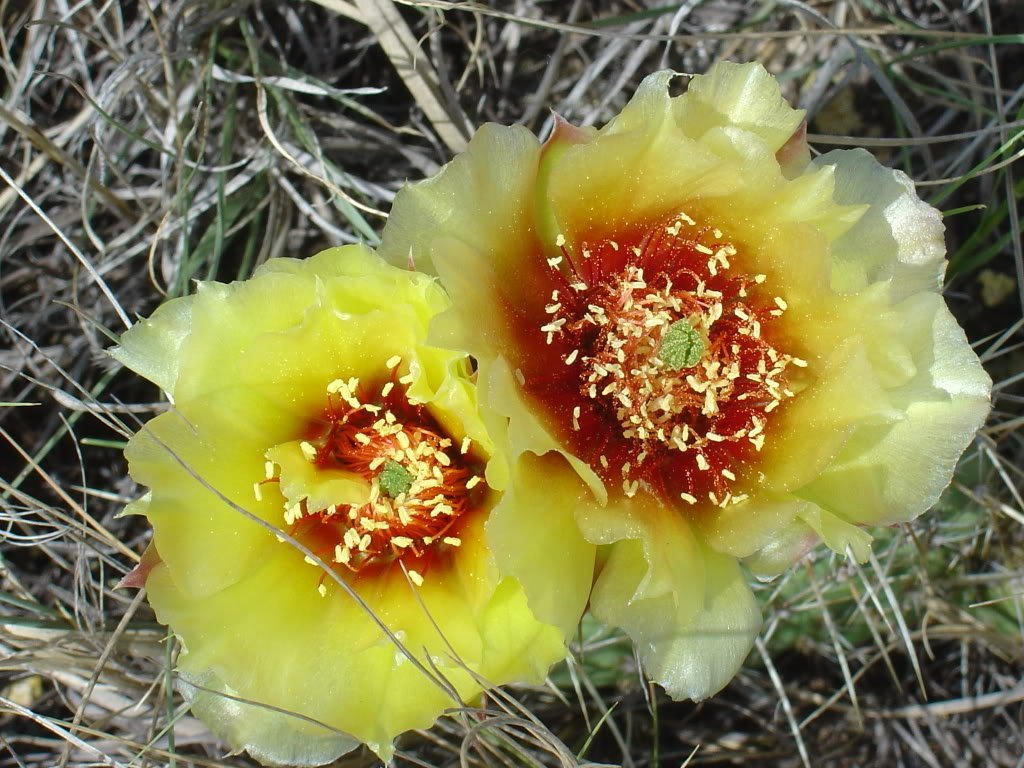 10 Yellow PRICKLY PEAR CACTUS Nopal Opuntia Ficus-Indica Flower Seeds