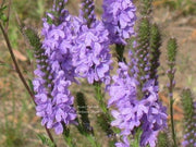 500 Purple HOARY VERVAIN Verbena Stricta Flower Seeds