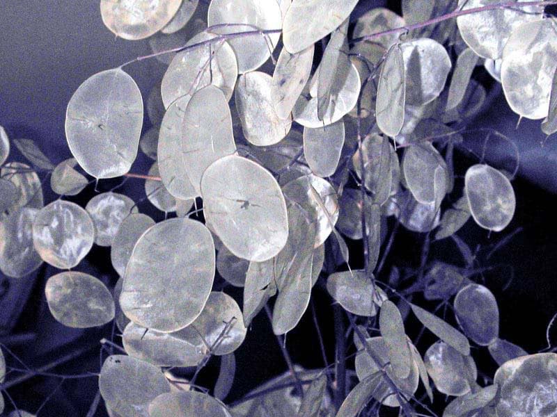 100 LUNARIA Biennis ( MONEY PLANT / Silver Dollar / Honesty / Moonwort ) Flower Seeds