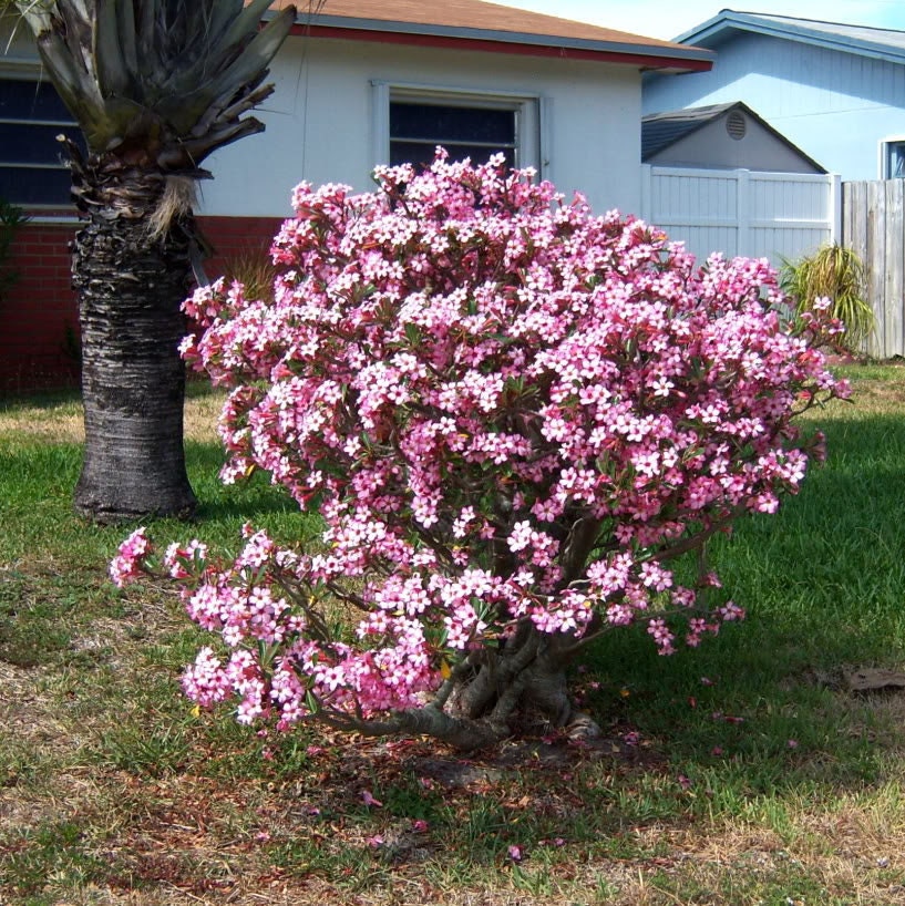 10 Mixed DESERT ROSE / ADENIUM Obesum African Houseplant Flower Seeds