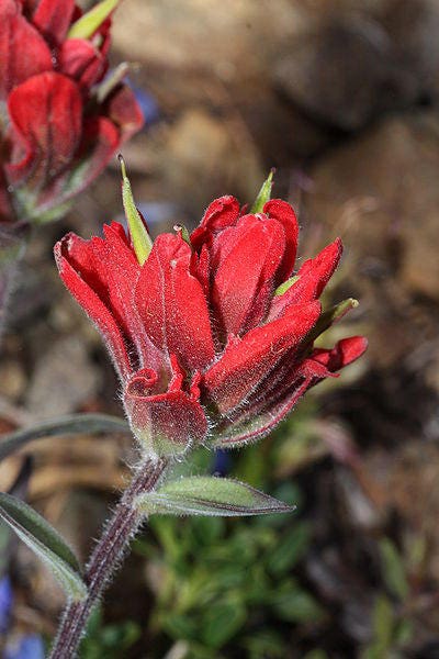 50 Red INDIAN PAINTBRUSH Castilleja Indivisa Flower Seeds