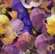 250 Mixed Colors SWISS GIANT PANSY Viola Wittrockiana Flower Seeds