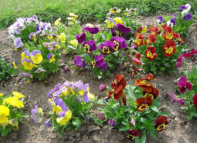 250 Mixed Colors SWISS GIANT PANSY Viola Wittrockiana Flower Seeds