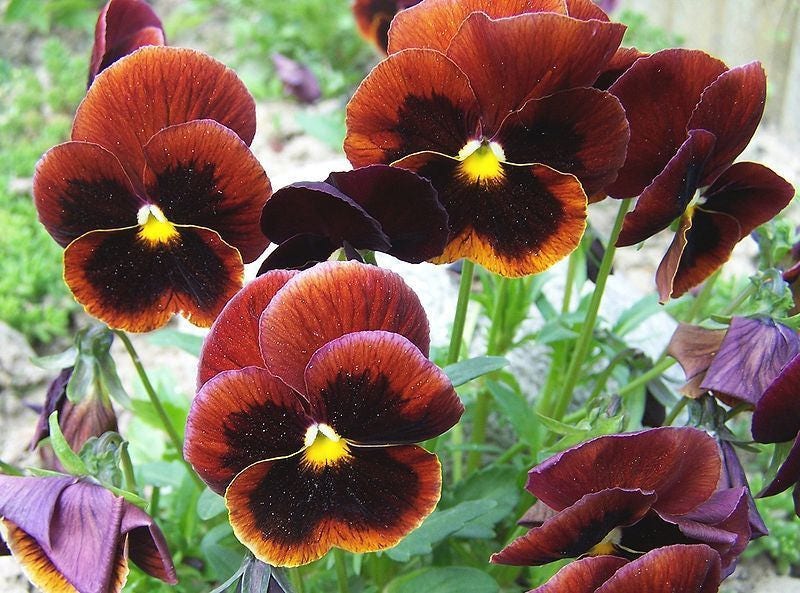 250 Mixed Colors SWISS GIANT PANSY Viola Wittrockiana Flower Seeds