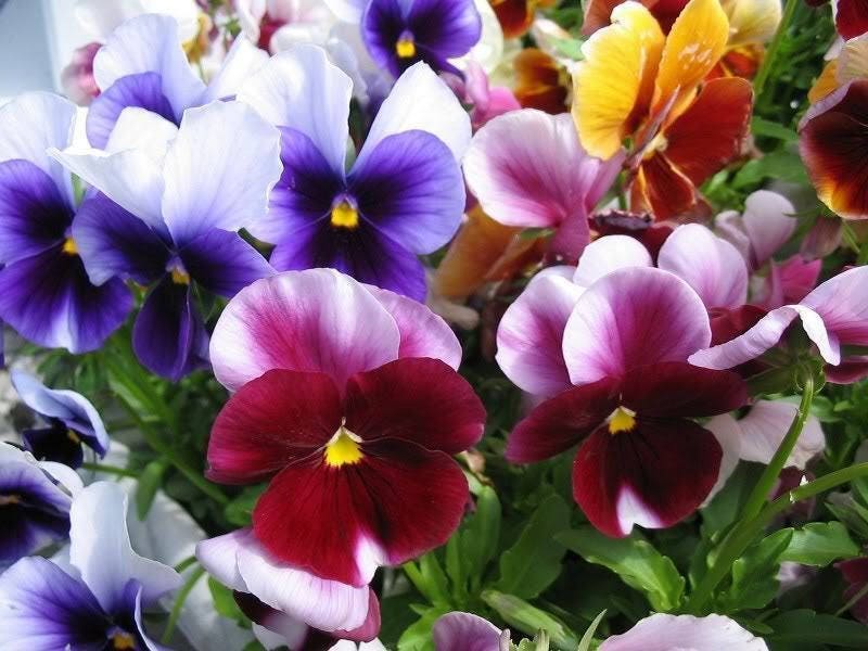 250 Mixed Colors SWISS GIANT PANSY Viola Wittrockiana Flower Seeds