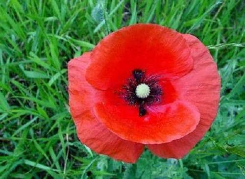 1000 Red AMERICAN LEGION (Corn / Shirley / Flanders) POPPY Papaver Rhoeas Flower Seeds