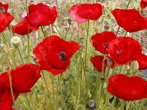 1000 Red AMERICAN LEGION (Corn / Shirley / Flanders) POPPY Papaver Rhoeas Flower Seeds