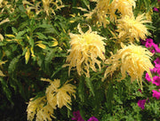 50 AURORA YELLOW AMARANTHUS Tricolor Josephs Coat Flower Seeds