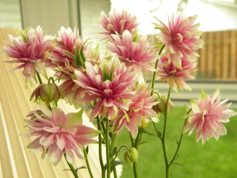 25 NORA BARLOW Pink COLUMBINE Aquilegia Caerulea Flower Seeds