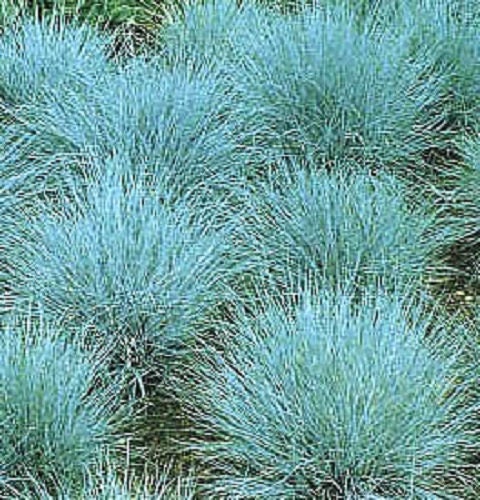 100 BLUE Sheeps FESCUE GRASS Festuca Ovina Glauca Cinerea Seeds
