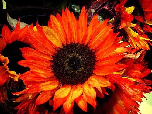 25 RED SUN SUNFLOWER Helianthus Annuus Flower Seeds
