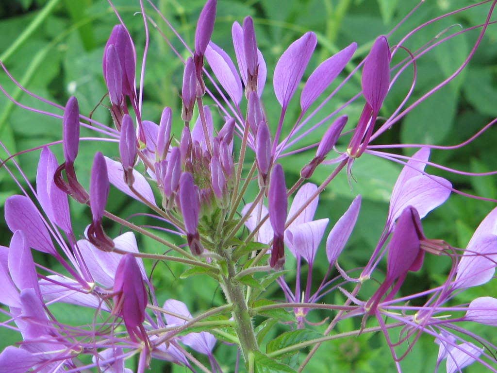 250 MIXED Colors QUEEN CLEOME (Spider Flower) Cleome Hassleriana Cleome Spinosa Flower Seeds
