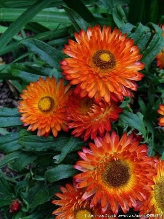 100 ORANGE DOUBLE STRAWFLOWER Helichrysum Monstrosum Flower Seeds