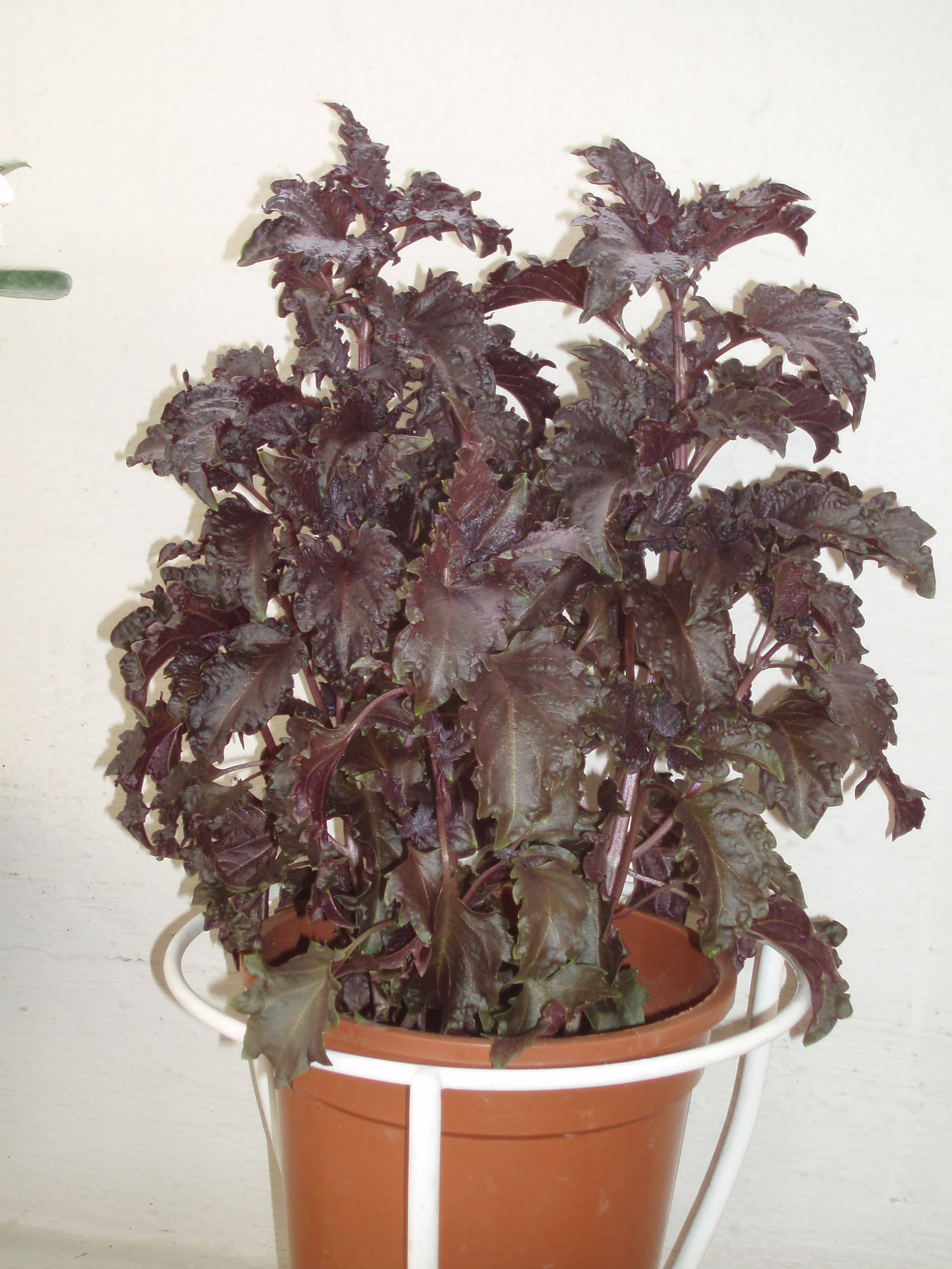 500 DARK OPAL BASIL (Purple Ruffles) Ocimum Basilicum Herb Flower Seeds