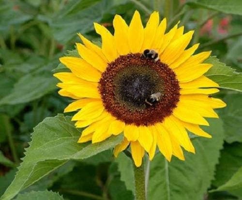 75 MAMMOTH GREY Stripe SUNFLOWER Helianthus Annuus Flower Seeds