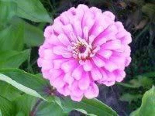 250 Mixed Colors Common GARDEN ZINNIA Elegans Flower Seeds