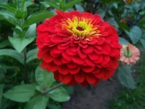 250 Mixed Colors Common GARDEN ZINNIA Elegans Flower Seeds