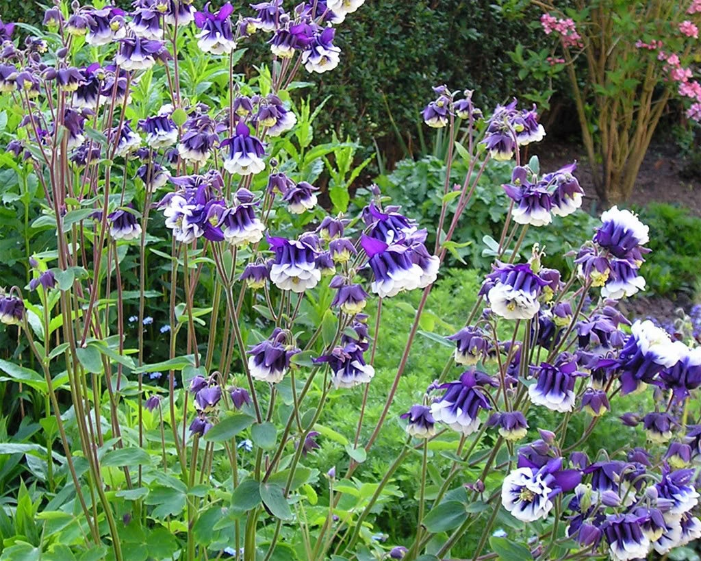 Mixed European Columbine Aquilegia Flower Seeds