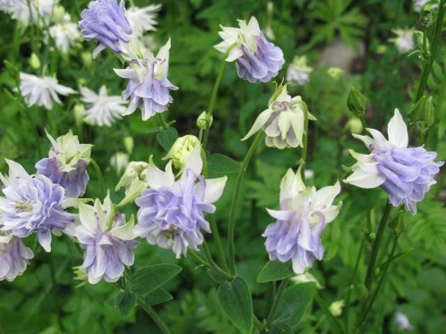 Mixed European Columbine Aquilegia Flower Seeds - Thumbnail 3