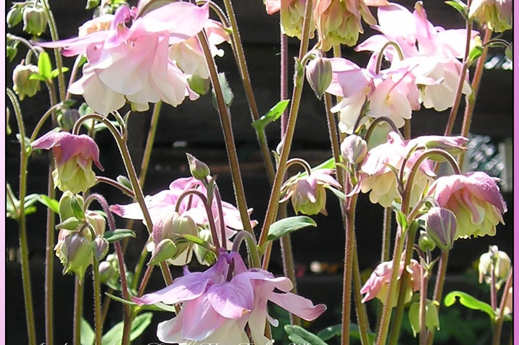 100 MIXED EUROPEAN COLUMBINE Aquilegia Flower Seeds