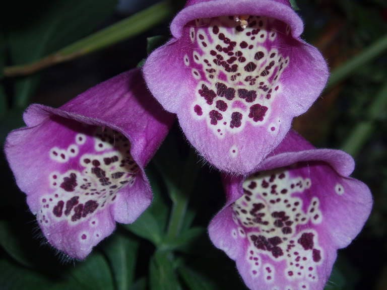 1000 PURPLE FOXGLOVE Digitalis Purpurea Flower Seeds