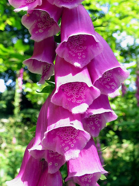 1000 PURPLE FOXGLOVE Digitalis Purpurea Flower Seeds