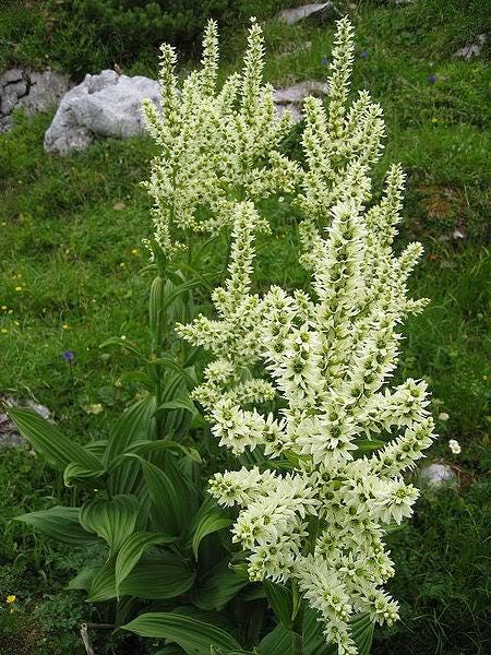 100 VIRGINIA BUNCHFLOWER LILY (White Hellebore / Corn Lily) Melanthium Virginicum Flower Seeds