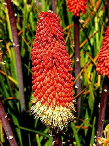 50 TORCH LILY Red Hot Poker / Tritoma / Kniphofia Uvaria Flower Seeds