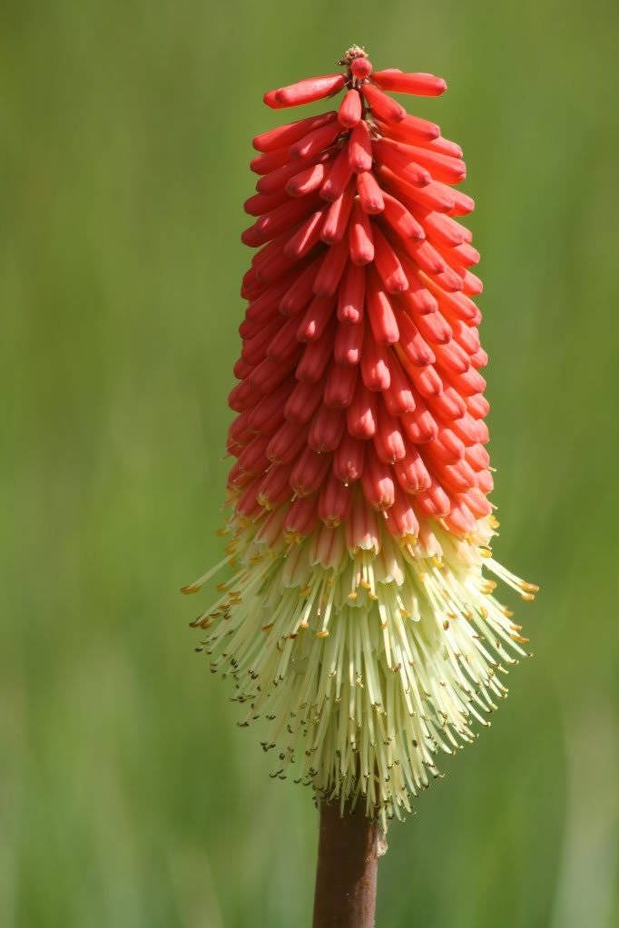 50 TORCH LILY Red Hot Poker / Tritoma / Kniphofia Uvaria Flower Seeds