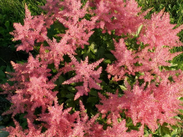 100 PINK MIX ASTILBE (False Spirea / False Goats Beard) Astilbe Chinensis Flower Seeds