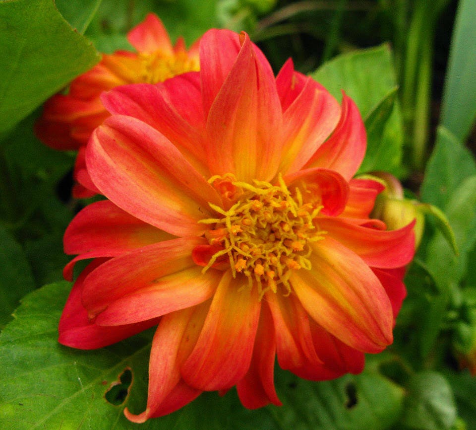 50 EARLY BIRD DAHLIA Mixed Colors Flower Seeds