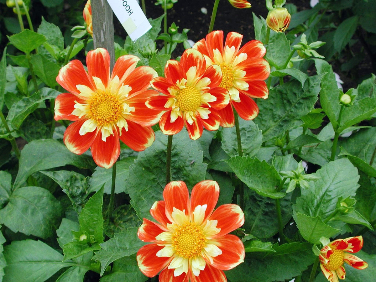 50 EARLY BIRD DAHLIA Mixed Colors Flower Seeds