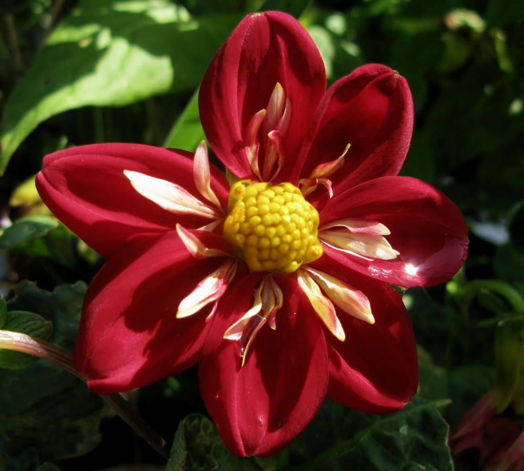 50 EARLY BIRD DAHLIA Mixed Colors Flower Seeds