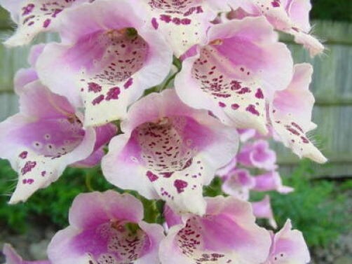 1000 Seeds MIXED FOXGLOVE Digitalis Purpurea Flower Seeds