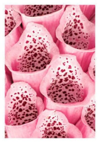 1000 Seeds MIXED FOXGLOVE Digitalis Purpurea Flower Seeds