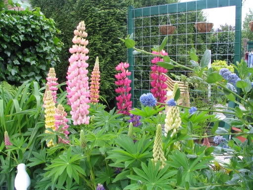 75 Mixed Colors RUSSELL LUPINE (Streamside, Bigleaf, Garden, or Washington Lupine) Lupinus Polyphyllus Flower Seeds