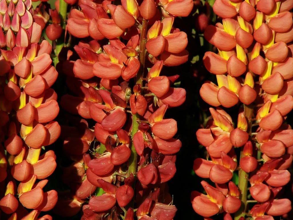 75 Mixed Colors RUSSELL LUPINE (Streamside, Bigleaf, Garden, or Washington Lupine) Lupinus Polyphyllus Flower Seeds
