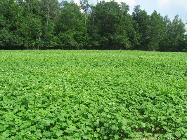 200 Organic BUCKWHEAT Fagopyrum Esculentum Grain Cover Crop Ground Cover Flower Vegetable Seeds