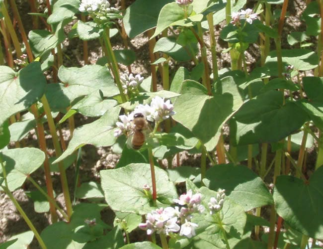 200 Organic BUCKWHEAT Fagopyrum Esculentum Grain Cover Crop Ground Cover Flower Vegetable Seeds