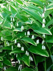 15 SOLOMONS SEAL Polygonatum Canaliculatum Flower Seeds