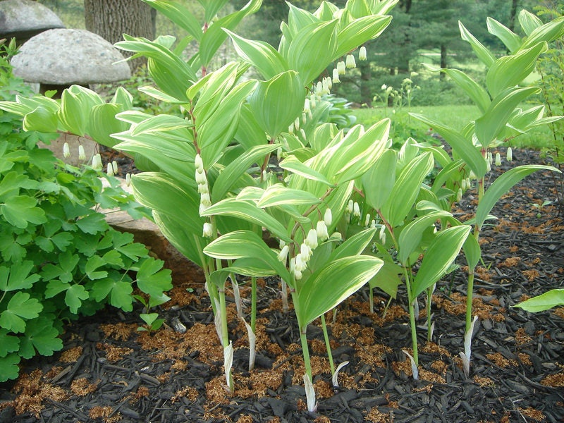 15 SOLOMONS SEAL Polygonatum Canaliculatum Flower Seeds