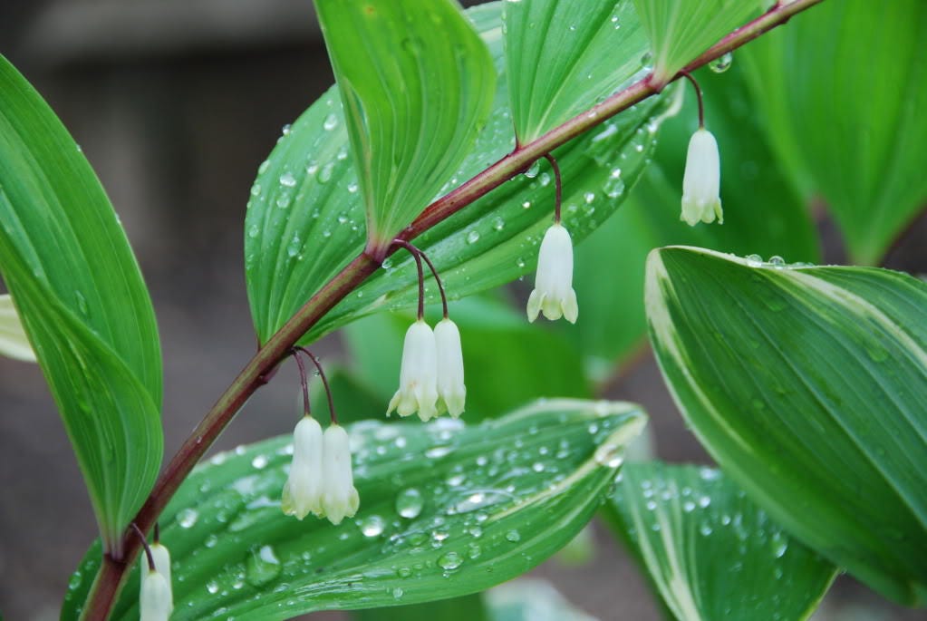 15 SOLOMONS SEAL Polygonatum Canaliculatum Flower Seeds