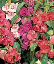 100 IMPATIENS (Balsam / Lady Slipper / Touch Me Not) Impatiens Balsamina Flower Seeds