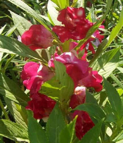 100 IMPATIENS (Balsam / Lady Slipper / Touch Me Not) Impatiens Balsamina Flower Seeds