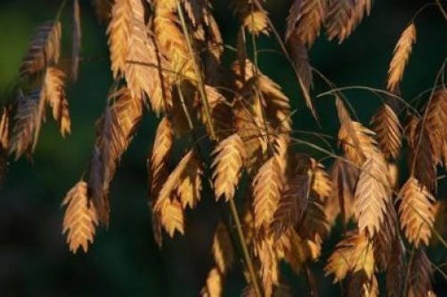100 NORTHERN SEA OATS Grass Inland Chasmanthium Seeds