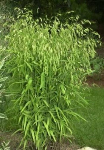 100 NORTHERN SEA OATS Grass Inland Chasmanthium Seeds